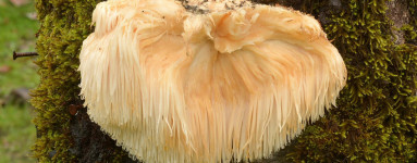 Hericium