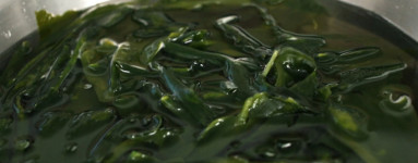 Wakame