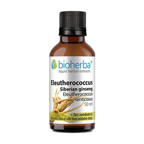 Tinktur Sibirischer Ginseng.